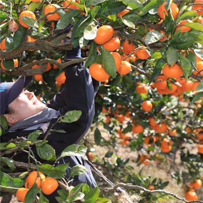 凍らせて食べるなめらか寒天ソルベ 8個