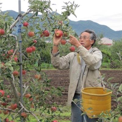 留目さんの薬石有機りんご サンふじ 3Kg