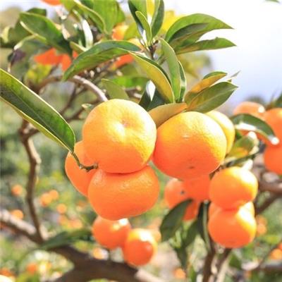 ピュアフルーツ寒天ジュレ ドリンクタイプ ８個セット