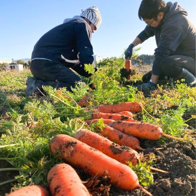 有機JASオーガニック野菜 Mセット