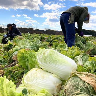 有機JASオーガニック野菜 Lセット