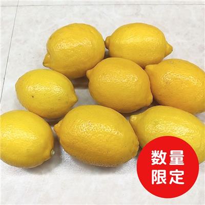 伊豆産　農薬不使用レモン1.3kg(8～10個)